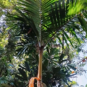 David Parker Pinanga caesia 1