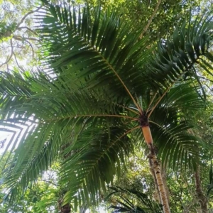 David Parker Pinanga caesia 2