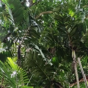 David Parker Pinanga copelandii