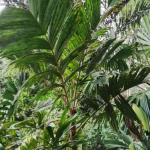 David Parker Pinanga maculata 2