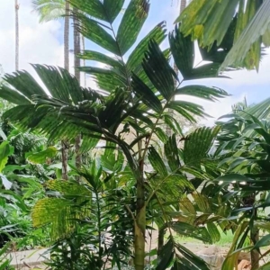 David Parker Pinanga maculata 3