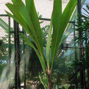 David Parker Pinanga mirabilis