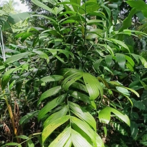 David Parker Pinanga patula