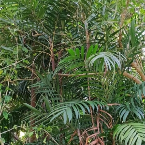 David Parker Pinanga perakensis