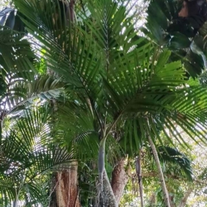 David Parker Pinanga philippinensis 2