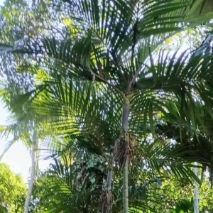 David Parker Pinanga philippinensis 1