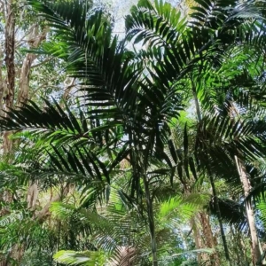 David Parker Ptychosperma elegans