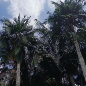 David Parker Ravenea rivularis