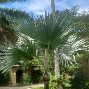 David Parker Red Latan Palm