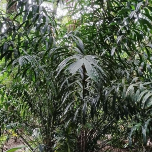 David Parker Salacca sumatrana