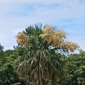 David Parker Saribus rotunifolius in bloom