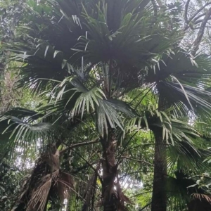 David Parker Saribus rotundifolius