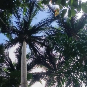 David Parker Satakentia liukiuensis 1