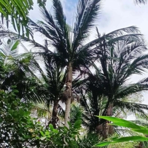 David Parker Satakentia liukiuensis 2