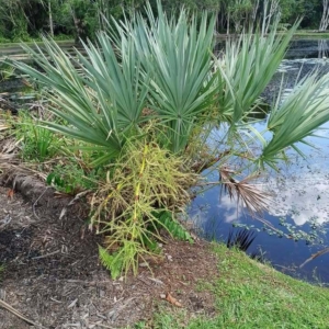 David Parker Serenoa repens 1