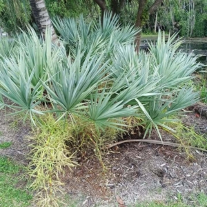 David Parker Serenoa repens 2