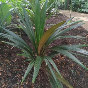 David Parker Sommieria leucophylla 1