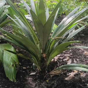 David Parker Sommieria leucophylla 2