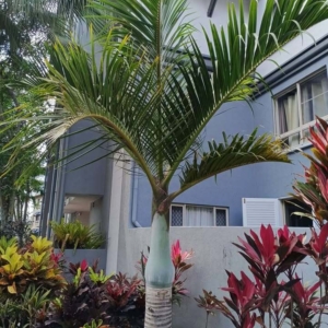 David Parker Spindle Palm 2