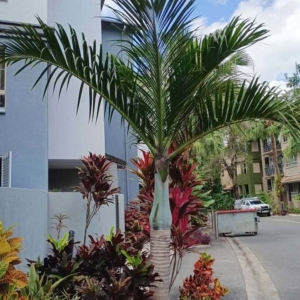 David Parker Spindle Palm 1