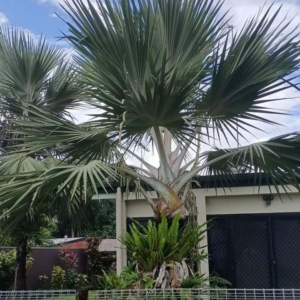 David Parker Yellow Latan Palm 2