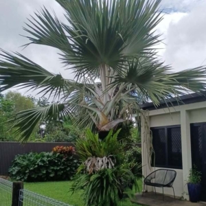 David Parker Yellow Latan Palm 3