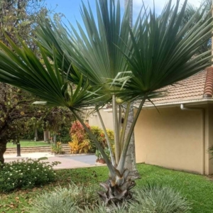 David Parker Yellow Latan Palm