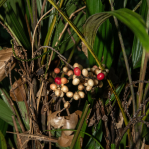 Iguanura divergens
