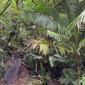 Dennis Lytkine Prestoea acuminata var Montana 2