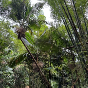 Dennis Lytkine Prestoea acuminata var Montana 3