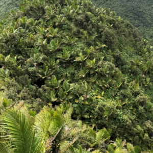 Dennis Lytkine Prestoea acuminata var. montana 6