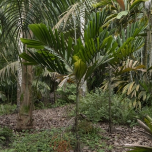 Drymophloeus litigiosus at Singapore Botanic Gardens