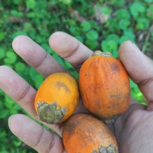 Dylan Areca catechu fruit