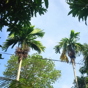 Dylan Areca catechu