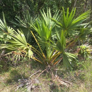 Dylan Borassus flabellifer 2