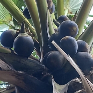 Dylan Borassus flabellifer fruit on tree cropped