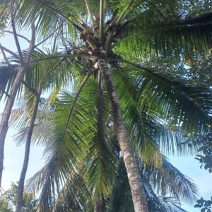 Dylan Cocos nucifera