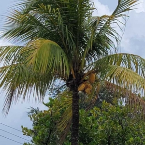 Dylan Cocos nucifera juvenile