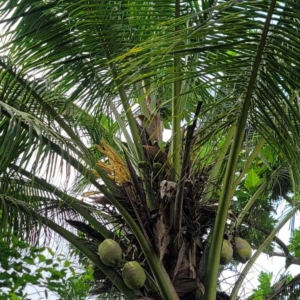 Dylan Cocos nucifera coconuts
