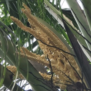 Dylan Cocos nucifera inflorescence