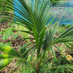 Dylan Cocos nucifera juvenile