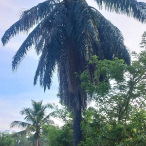 Dylan Elaeis guineensis