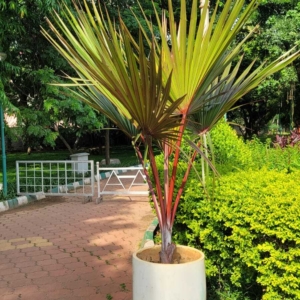 Dylan Red Latan Palm