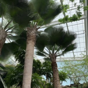 Dallas Bailey Palms