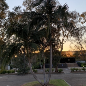 Bangalore palm at RW Smith