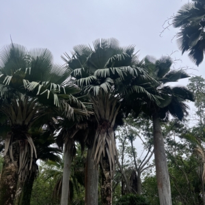 Fairchild Gardens Specimens, coopernichia Bailey Ana, CooperNichia fallaense