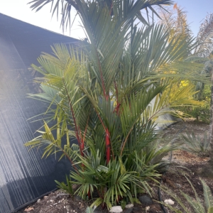 I was at a nursery and I saw the specimen red ceiling wax palm