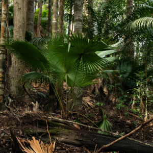 Livistona endauensis in Endau