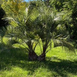 Butia capitata twins