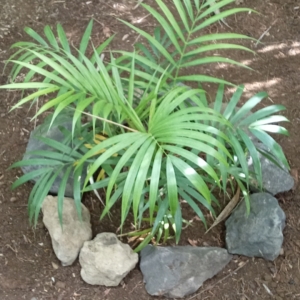 Henri Brun Ravenea cycadifolia